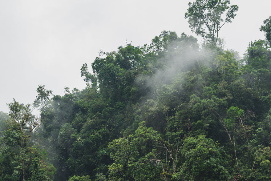 Baume pflanzen und Klima schützen