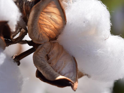 Mehr als nur weiß und flauschig: Alles was du über die Naturfaser Baumwolle wissen solltest